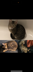 Lost Male Cat last seen lincoln st, enright park, Manchester, NH 03104