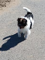 Lost Male Dog last seen Kelloch Valesco Park, San Francisco, CA 94134