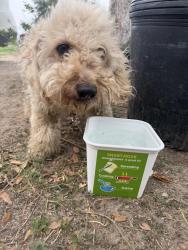 Found/Stray Female Dog last seen Near W, 7 Mile Rd, Mission, TX 78574, Mission, TX 75872