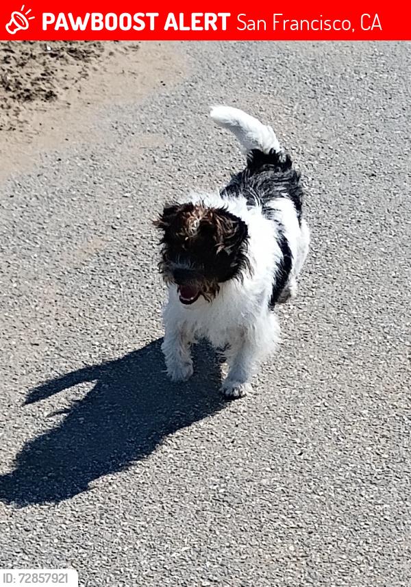 Lost Male Dog last seen Kelloch Valesco Park, San Francisco, CA 94134