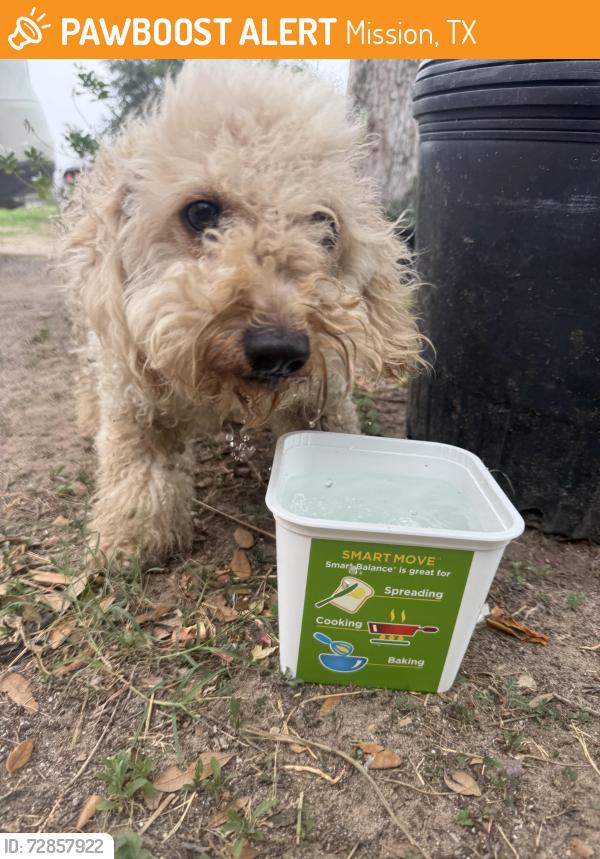 Found/Stray Female Dog last seen Near W, 7 Mile Rd, Mission, TX 78574, Mission, TX 75872