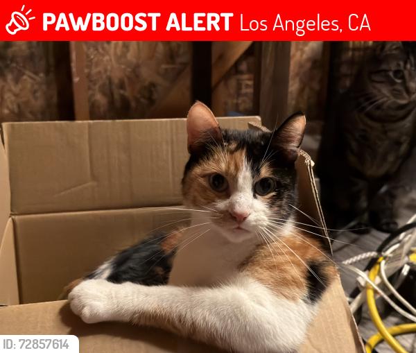 Lost Female Cat last seen Near O’Neil st, Los Angeles, CA 90032