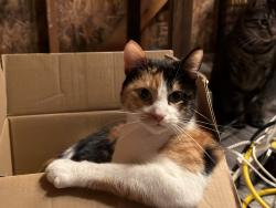 Lost Female Cat last seen Near O’Neil st, Los Angeles, CA 90032