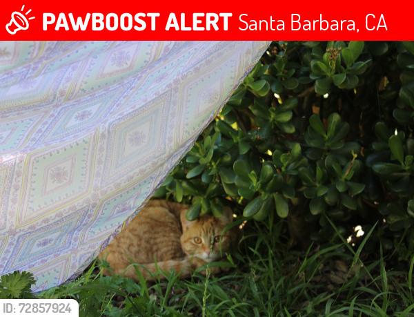 Lost Female Cat last seen Harding Elementary School, Santa Barbara, CA 93101