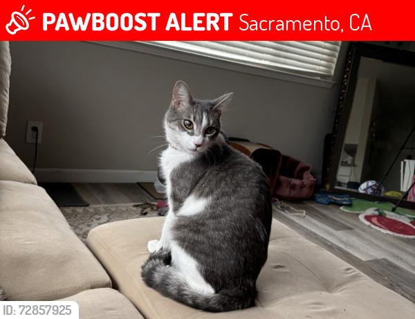 Lost Male Cat last seen 19th and p , Sacramento, CA 95811