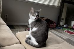 Lost Male Cat last seen 19th and p , Sacramento, CA 95811