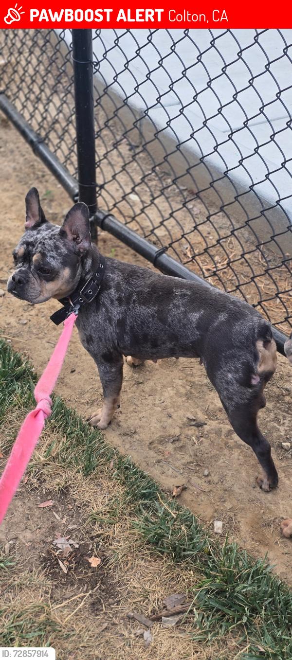 Lost Female Dog last seen Eucalyptus golden spike Dr., Colton, CA 92324