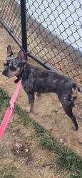 Lost Female Dog last seen Eucalyptus golden  spike Dr. , Colton, CA 92324