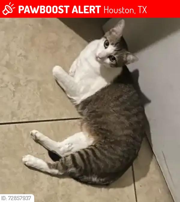 Lost Male Cat last seen Trail Bend Ln, Houston, TX 77084