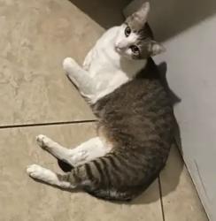 Lost Male Cat last seen Trail Bend Ln, Houston, TX 77084