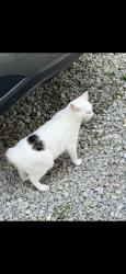 Lost Female Cat last seen 4 mile ridge rd., Nashville, IN 47448