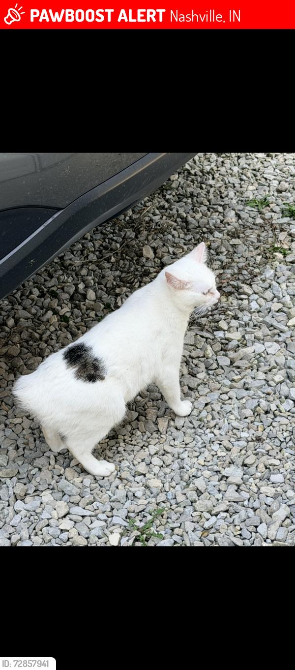 Lost Female Cat last seen 4 mile ridge rd., Nashville, IN 47448