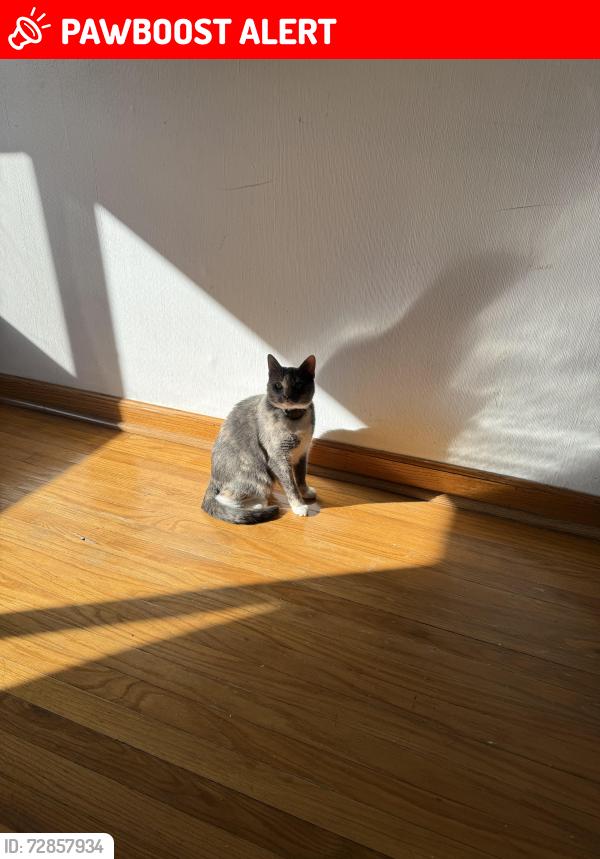 Lost Female Cat last seen Cherry hill mall, Cherry Hill Township, NJ 08002