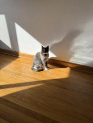 Lost Female Cat last seen Cherry hill mall, Cherry Hill Township, NJ 08002