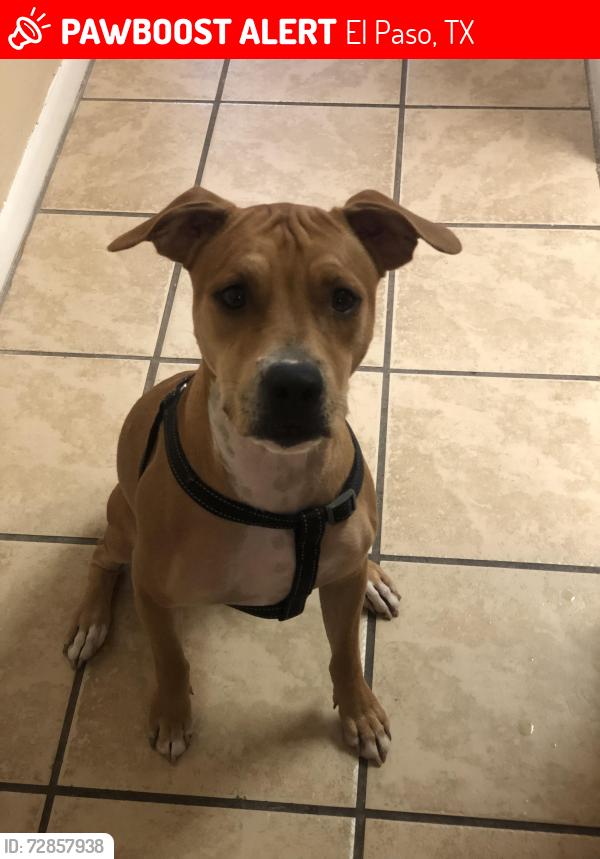 Lost Male Dog last seen Dyer and Broaddus Ave , El Paso, TX 79904