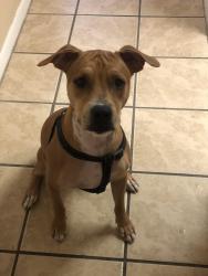 Lost Male Dog last seen Dyer and Broaddus Ave , El Paso, TX 79904