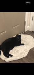 Lost Female Cat last seen East Arch Street and South Jefferson Street near the JCH Resale Shop, Jerseyville, IL 62052