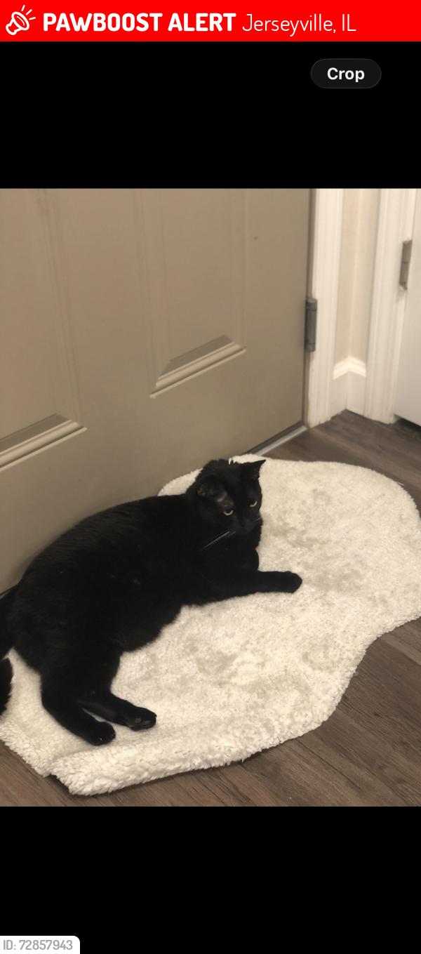 Lost Female Cat last seen East Arch Street and South Jefferson Street near the JCH Resale Shop, Jerseyville, IL 62052