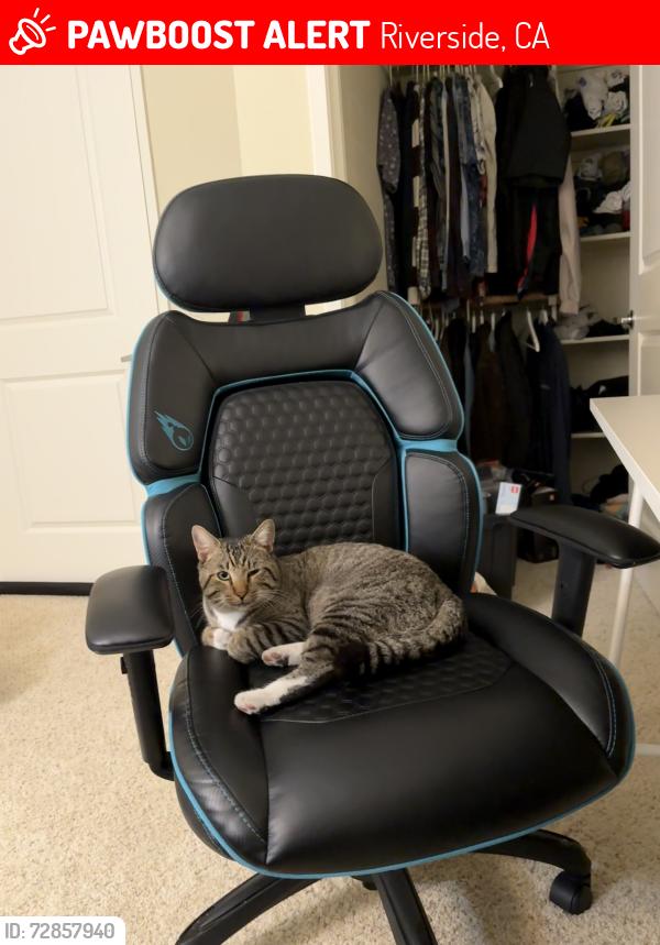 Lost Male Cat last seen Dimaggio St and Jurupa St, Riverside, CA 92503