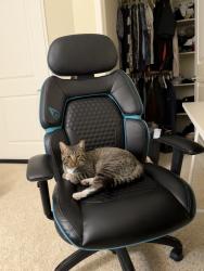 Lost Male Cat last seen Dimaggio St and Jurupa St, Riverside, CA 92503