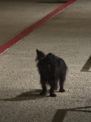 Found/Stray Unknown Dog last seen By E6 apmts and Favor Building, Austin, TX 78702