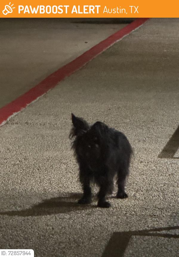 Found/Stray Unknown Dog last seen By E6 apmts and Favor Building, Austin, TX 78702