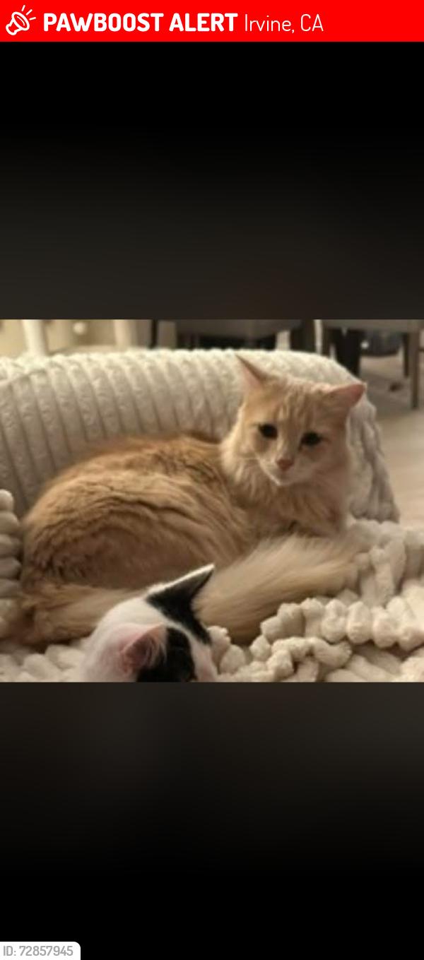 Lost Female Cat last seen Echo run , Irvine, CA 92614