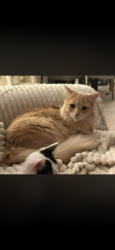 Lost Female Cat last seen Echo run , Irvine, CA 92614