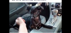 Lost Male Dog last seen Huntington Dr. & Popular Ave , Los Angeles, CA 90032