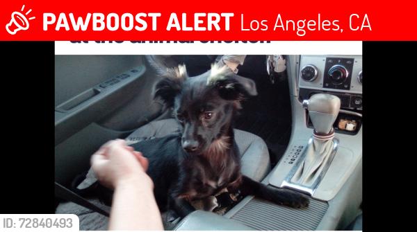 Lost Male Dog last seen Huntington Dr. & Popular Ave , Los Angeles, CA 90032