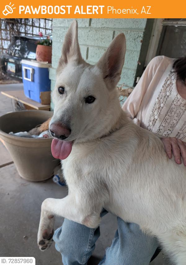 Found/Stray Male Dog last seen Near W Bethany  Rd, Phoenix, AZ 85015, Phoenix, AZ 85015