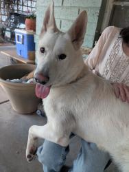 Found/Stray Male Dog last seen Near W Bethany  Rd, Phoenix, AZ 85015, Phoenix, AZ 85015