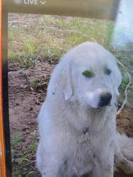 Found/Stray Male Dog last seen Near and 199, Springtown, TX 76082