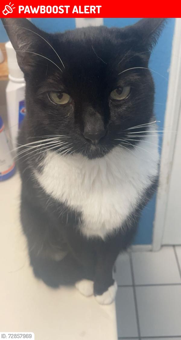Lost Female Cat last seen vintage, Rancho Cucamonga, CA 91737