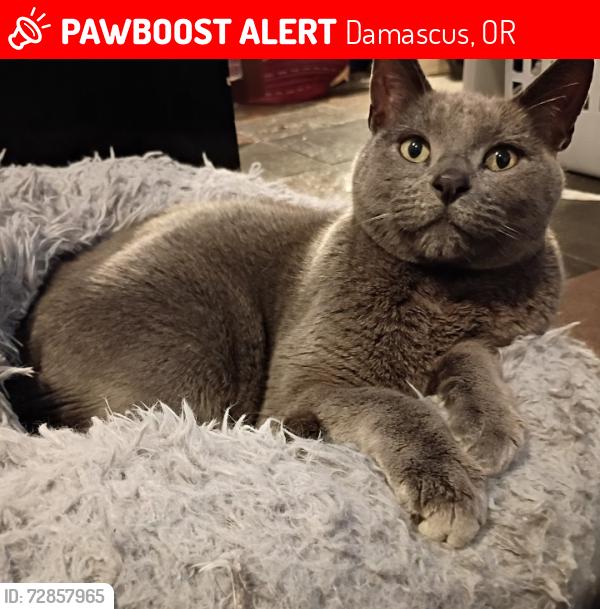 Lost Male Cat last seen Near se royer road damascus Oregon 97089, Damascus, OR 97089