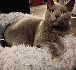 Lost Male Cat last seen Near se royer road damascus Oregon 97089, Damascus, OR 97089