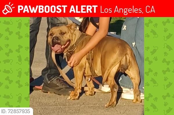 Lost Female Dog last seen 55th street, Los Angeles, CA 90011