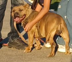 Lost Female Dog last seen 55th street, Los Angeles, CA 90011