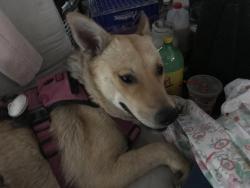 Lost Female Dog last seen Sunset Decatur and valley view area , Spring Valley, NV 89118