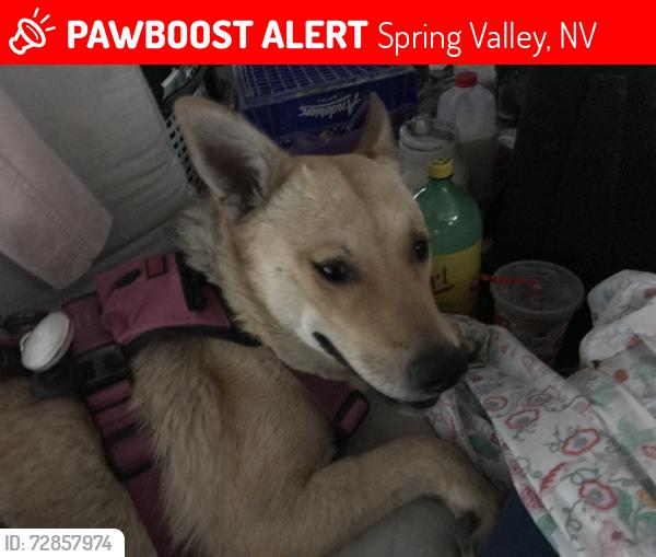 Lost Female Dog last seen Sunset Decatur and valley view area , Spring Valley, NV 89118