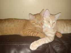 Lost Male Cat last seen Hazel st. , Saint Paul, MN 55119