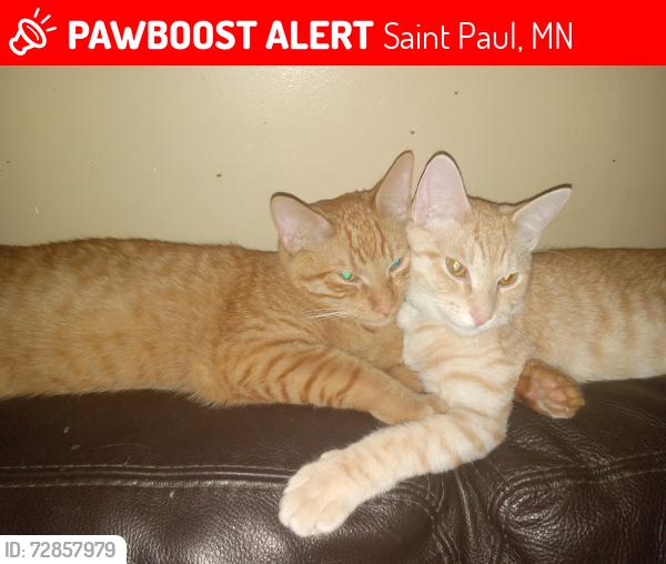Lost Male Cat last seen Hazel st. , Saint Paul, MN 55119