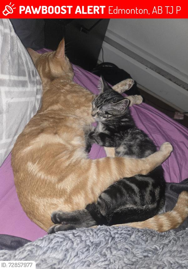 Lost Male Cat last seen Park place south apmts, Edmonton, AB T6J 2P2