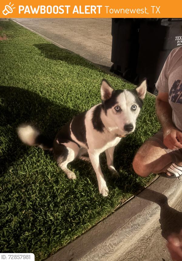 Found/Stray Female Dog last seen Towneway at Paintbrush , Townewest, TX 77498