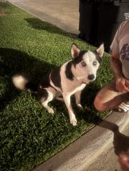 Found/Stray Female Dog last seen Towneway at Paintbrush , Townewest, TX 77498