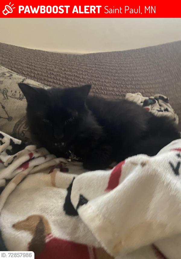 Lost Male Cat last seen Alfred street , Saint Paul, MN 55104