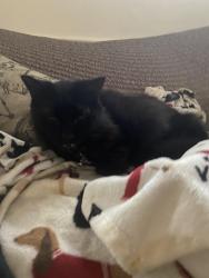 Lost Male Cat last seen Alfred street , Saint Paul, MN 55104