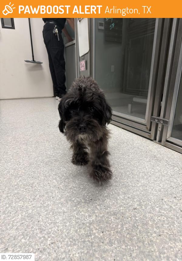 Found/Stray Male Dog last seen Near SJ Stovall park on W Sublett Rd, Arlington, TX 76017