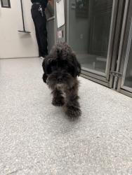 Found/Stray Male Dog last seen Near SJ Stovall park on W Sublett Rd, Arlington, TX 76017