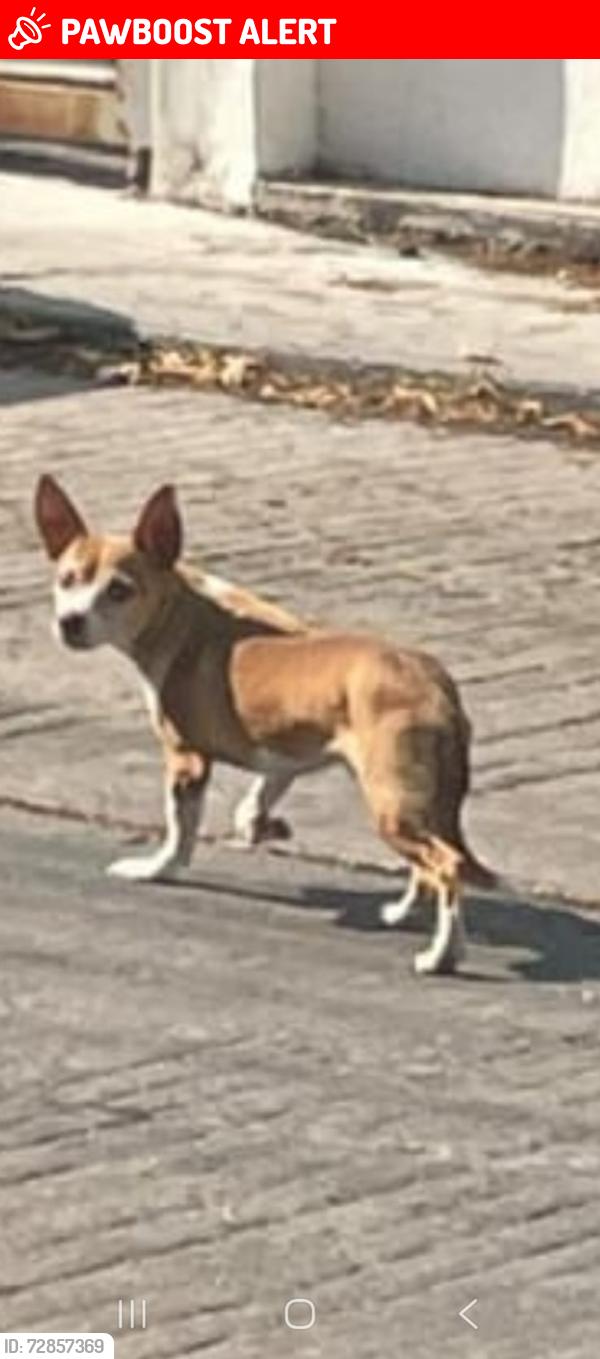Lost Male Dog last seen Bulevar fidel velazquez , Tuxtla Gutiérrez, Chis. 